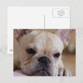 ブルドフランスのッグ ポストカード (正面/裏面)