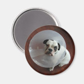 ブルドフランスのッグ マグネット (正面/裏面)