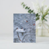 ブルフィンチのポストカード ポストカード (スタンド正面)