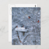 ブルフィンチのポストカード ポストカード (正面/裏面)