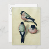 ブルフィンチの三勉強 ポストカード (正面/裏面)