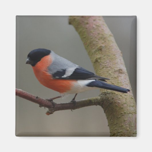 ブルフィンチ磁石 マグネット (正面)