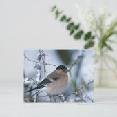 ブルフィンチ葉書(メス) ポストカード (スタンド正面)