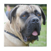 ブルマスティフ タイル (正面)