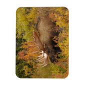ブルムース |アラスカ,デナリ国立公園 マグネット (縦)