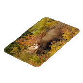 ブルムース |アラスカ,デナリ国立公園 マグネット (左側)