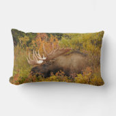 ブルムース |アラスカ,デナリ国立公園 ランバークッション (正面)