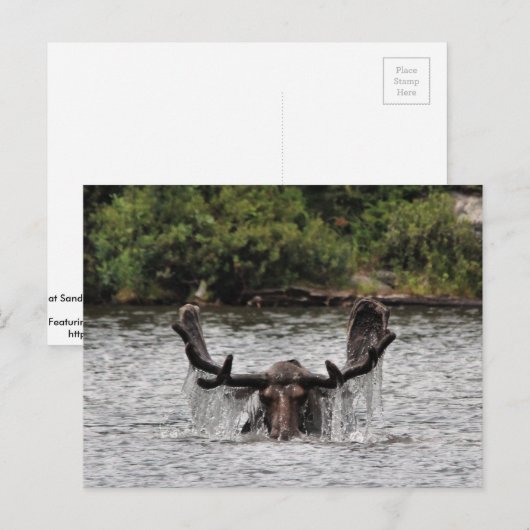 ブルムース ポストカード (正面/裏面)