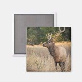 ブルルーズベルトエルクの芝生 |ワシントン州 マグネット (正面/裏面)