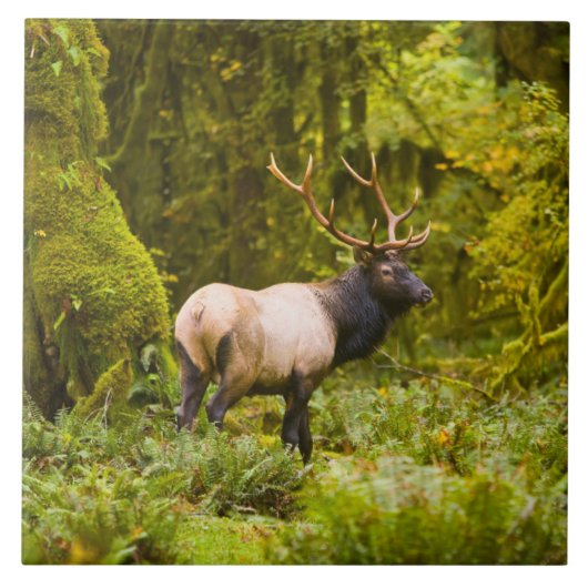 ブルルーズベルトエルク牧草地に立つ タイル (正面)