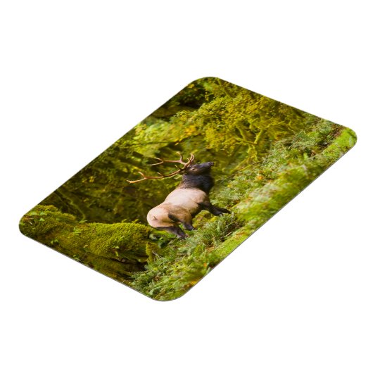 ブルルーズベルトエルク牧草地に立つ マグネット (左側)