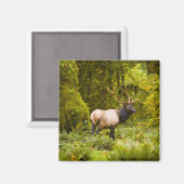 ブルルーズベルトエルク牧草地に立つ マグネット (正面/裏面)