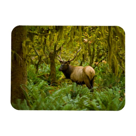 ブルルーズベルトエルク マグネット (横)