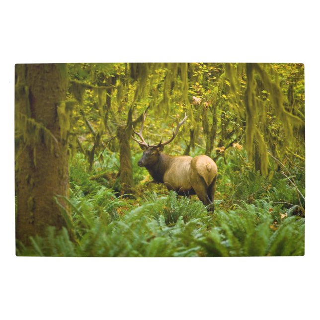 ブルルーズベルトエルク メタルプリント (正面)