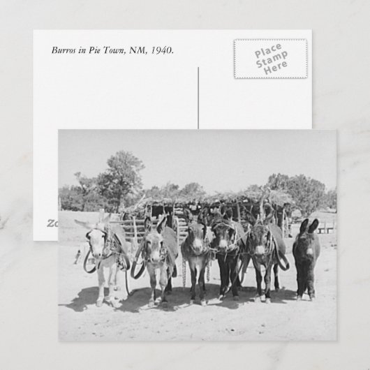 ブルロス ポストカード (正面/裏面)