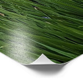 ブルーかわいらしアイリスフローラ フォトプリント            (角)