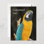 ブルーと金ゴールドマコー ポストカード (正面/裏面)