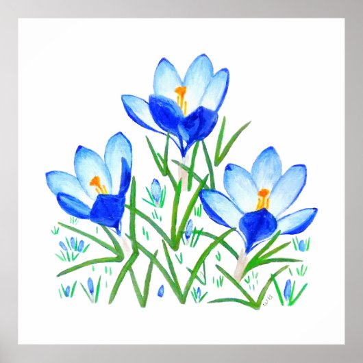 ブルーのクロッカス三輪の花のプリント ポスター (正面)
