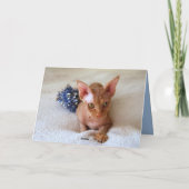 ブルーのチーズ飾りのスフィンクス猫のホリデーカード シーズンカード (裏面)