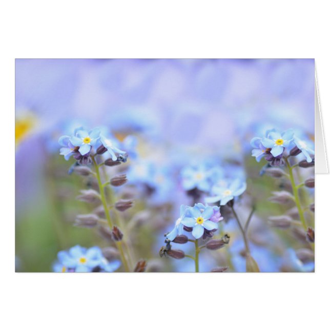 ブルーの夢 (正面横)