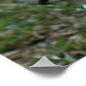 ブルーアイコックトゥー ポスター (角)