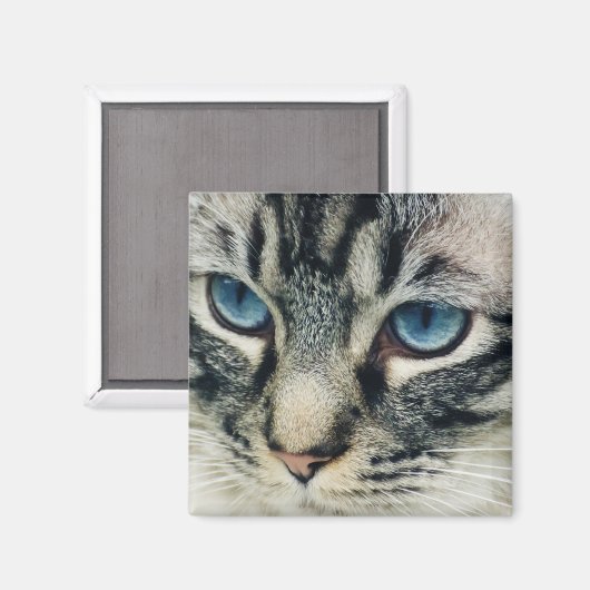 ブルーアイズがクローズアップされたタビー猫 マグネット (正面/裏面)