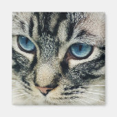 ブルーアイズがクローズアップされたタビー猫 マグネット (正面)