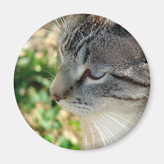 ブルーアイズ子猫 マグネット (正面)
