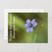 ブルーアイドグラスバージニアワイルドフラワーポストカード ポストカード (正面/裏面)