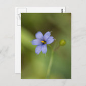 ブルーアイドグラス野草フローラ葉書 ポストカード (正面/裏面)