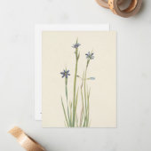 ブルーアイドグラス(Blue-Eyes Grass) by Mary Vaux Walcott ノートカード (正面/裏面インサイチュ)