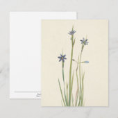 ブルーアイドグラス(Blue-Eyes Grass) by Mary Vaux Walcott ノートカード (正面/裏面)
