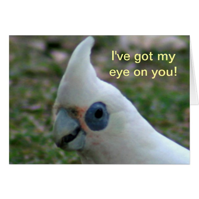 ブルーアイドコッカトゥー (正面横)