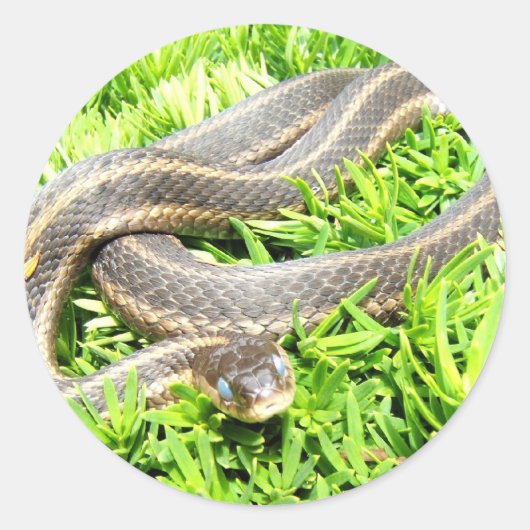ブルーアイドスネーク～ステッカー ラウンドシール (正面)