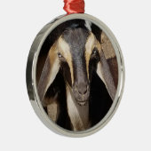 ブルーアイドバックスキンミニヌビアンデイリーヤギ子 メタルオーナメント (右)