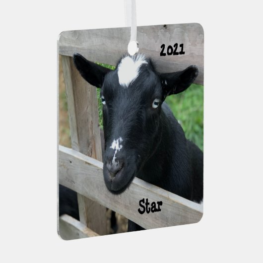 ブルーアイドブラックナイジェリア矮性乳製品ヤギ メタルオーナメント (正面右)