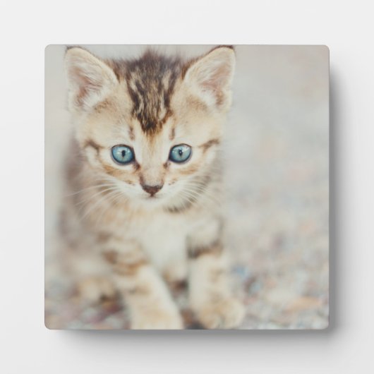 ブルーアイド子猫 フォトプラーク (正面)