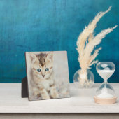 ブルーアイド子猫 フォトプラーク (インサイチュ)