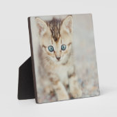 ブルーアイド子猫 フォトプラーク (正面)