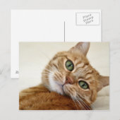 ブルーアイド子猫 ポストカード (正面/裏面)