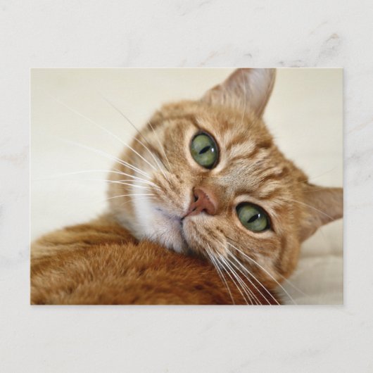 ブルーアイド子猫 ポストカード (正面)