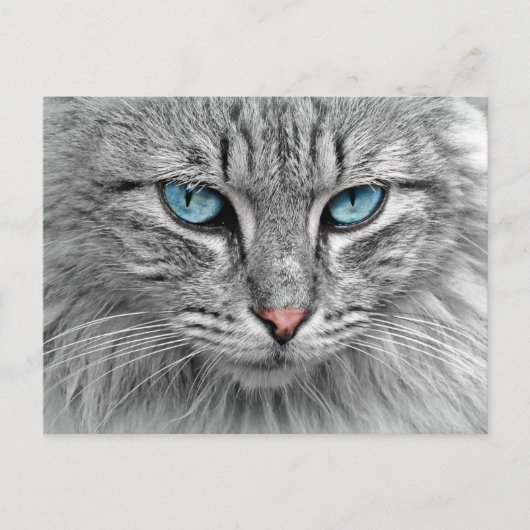 ブルーアイポストカード ポストカード (正面)