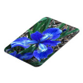 ブルーアイリス マグネット (左側)