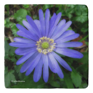 ブルーアエレガントネモンの花 トリベット