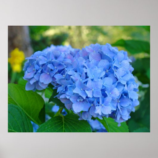 ブルーアジサイの花の庭の芸術的なプリントギフト ポスター (正面)