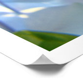 ブルーアジサイ花ファインアートプリント花 ポスター (角)