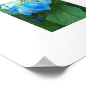 ブルーアジサイ開花フローラ写真 ポスター (角)