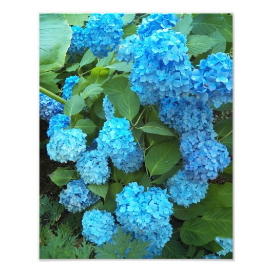 ブルーアジサイ開花フローラ フォトプリント (正面)