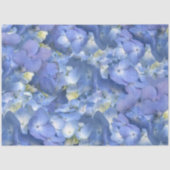 ブルーアジサイ開花 薄葉紙 (正面)