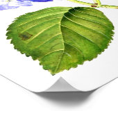 ブルーアジサイ ポスター (角)